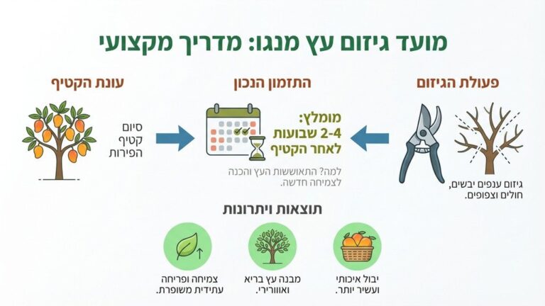 גיזום עץ מנגו בגינה פרטית בסוף הקיץ
