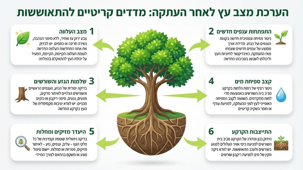 אגרונום בוחן עץ מנגו לפני אישור העתקה