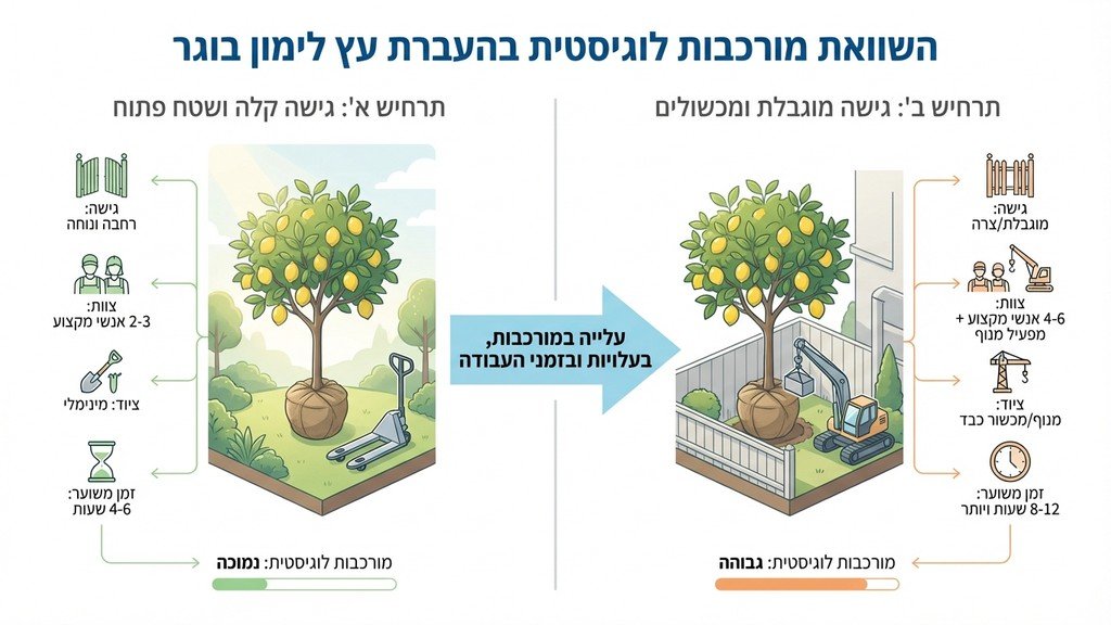 מנוף מבצע העתקת עץ לימון בוגר